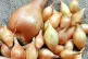 Japanese onions